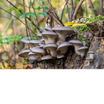 scrungusfungusgroup