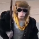 Awesome party monkeys