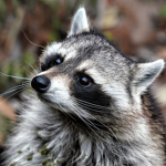 Raccoon Builders