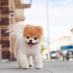 I LUV DOGZ