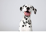 The Dalmatians