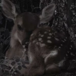 littl fawn’ Group Thumbnail