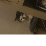 My cat Emmie