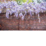 Official Wisteria Vibe Club