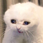 Yo a esta gente no la conozco uwu