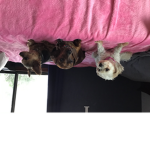 My dogs are beautiful