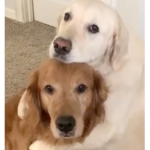 Pizzadog groub