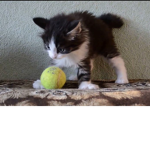 Kitten Squad of kitty land