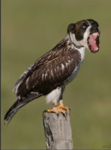 kaw kaw