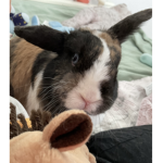 Bunnies Everywhere