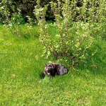 My Cats LF