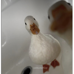 #We are ducks