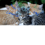 Cats Club NEW