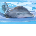Winter The Dolphin Lovers