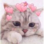 Chixmgapariboys