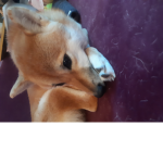 CUTE DOGGYS!!!