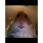 Phellooo