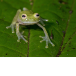 Froggy people ;)
