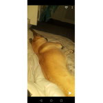 Pet's for Rubux on pet simulator x