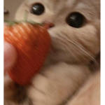 šTraWbérRy çatś