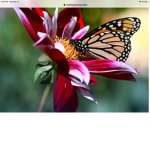 Beauitful bright butterflys