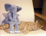 Elephants And Cats