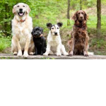 Pup fun group