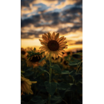 Shine sunflowers