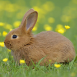 THE BUNNY SQAUD OFFICIAL GROUP