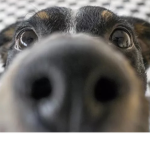 Dogos :)