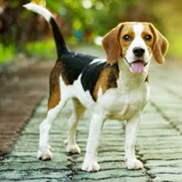 The Beagle TalkShow