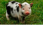 Peoplez of the PIG