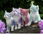 emmie sqaud