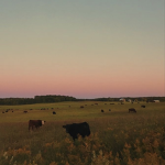 grayfields