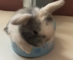 Eat pieeeeee