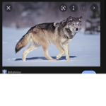 Wolf are the best animals