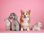 * Animal Legend *
