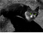 worrior cats all clans
