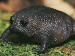 Bestie frog group