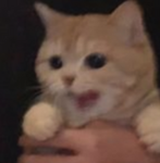 MochiMochy