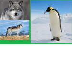 DA WOLF/PENGUIN CLUB