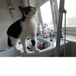 Love cat’s for Life