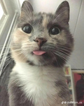 silly cat memers