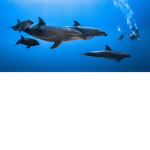 Dolphin Squadd+