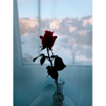 rose shadow group