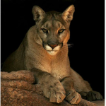 •COUGARS•