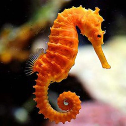 A Seahorse's life BETA