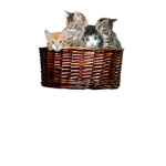 KITTEN k Studios