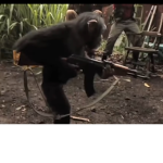 The monkey with a gun