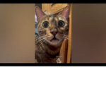 Funny cat XD LOL